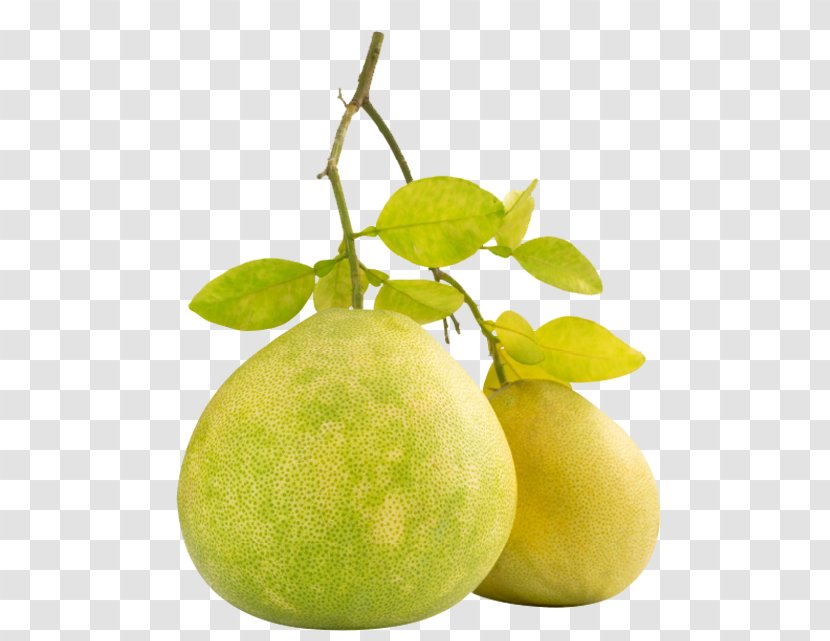 Pomelo Magusgreip Fruit Lemon Orange Transparent PNG
