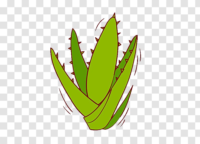 Aloe Vera Leaf Africana Illustration - De Aloxeb Transparent PNG