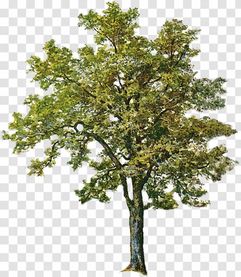 Tree Ash Birch Clip Art - Boxelder Maple - Spring Transparent PNG