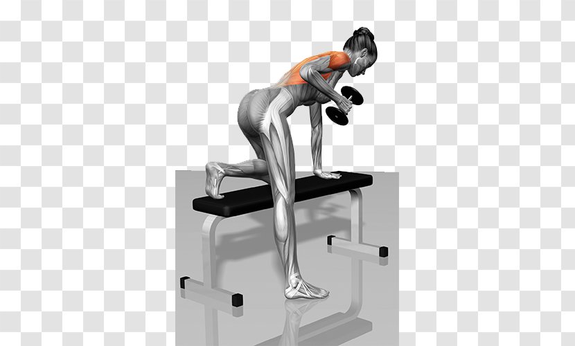 Dumbbell Muscle Bent-over Row Physical Exercise - Knee - Pictures Transparent PNG