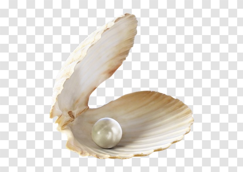 Pearl Oyster Birthstone Jewellery Gemstone - Powder Transparent PNG