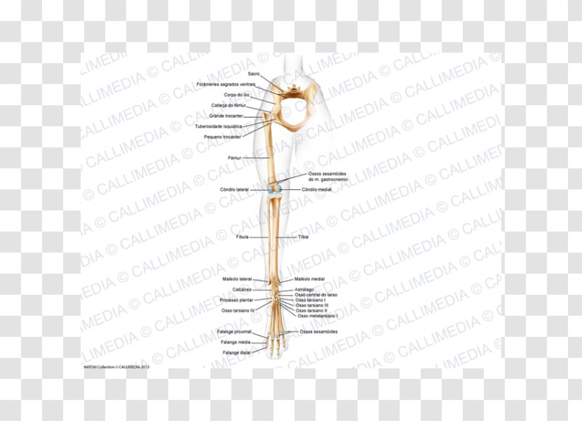 Shoulder Line Diagram Angle H&M - Tree Transparent PNG