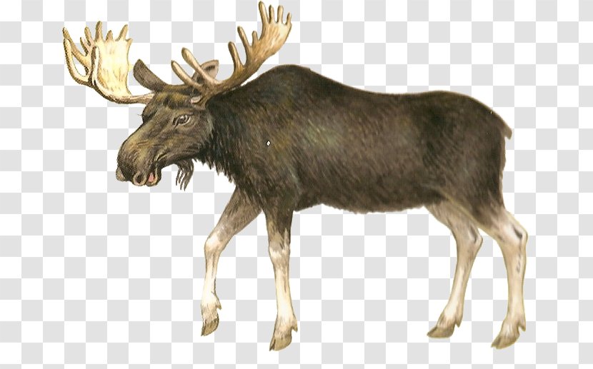Moose Deer Hunting Clip Art - Capreolus Transparent PNG