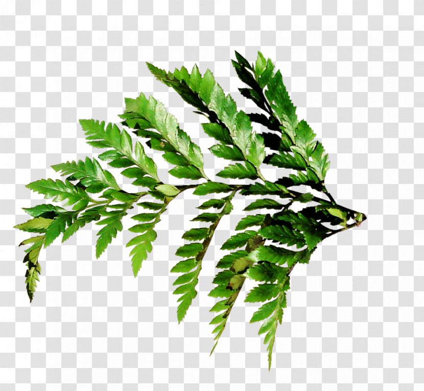 Weed Photography - Vascular Plant - Green Leaf Border Transparent PNG