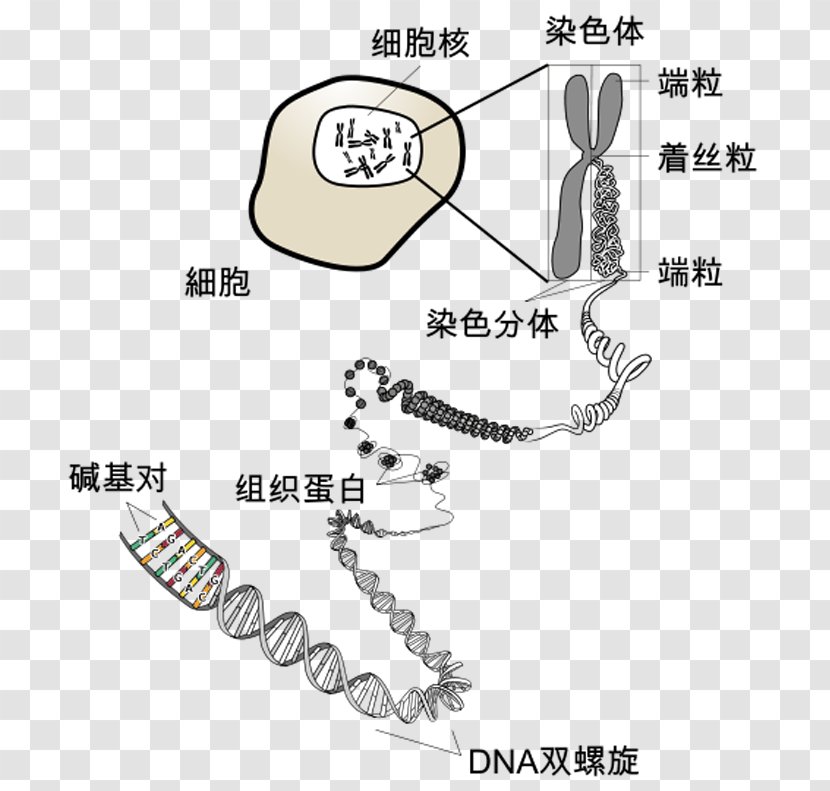 Chromosome DNA RNA Biology Telomere - Finger - Science Transparent PNG