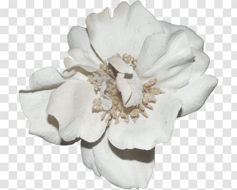 Shared Resource Sharing Directory Cut Flowers - Flower - Rose Order Transparent PNG