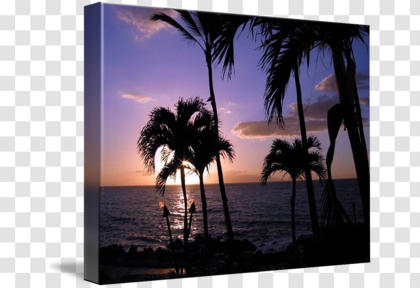 Arecaceae Stock Photography Silhouette Picture Frames - Palm Tree Transparent PNG