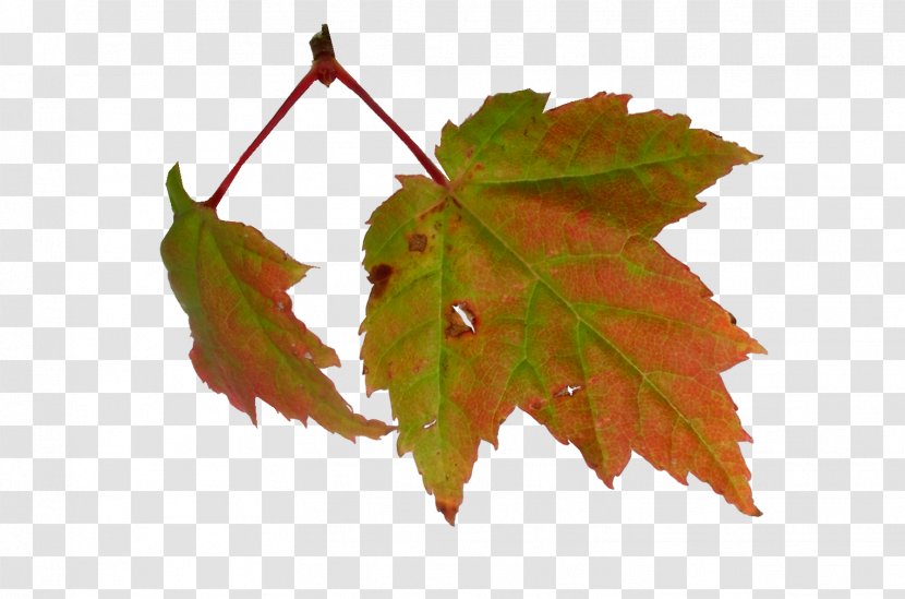 Maple Leaf Autumn Clip Art - Season - Leaves Transparent PNG