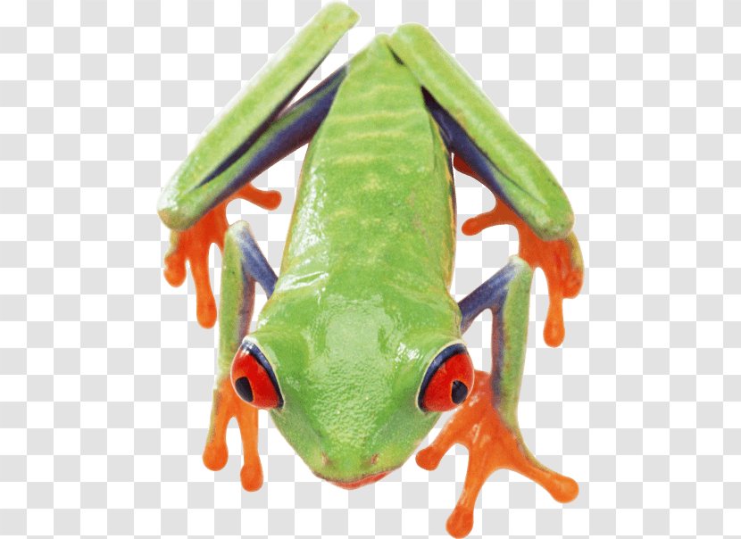 True Frog Common Edible Transparent PNG