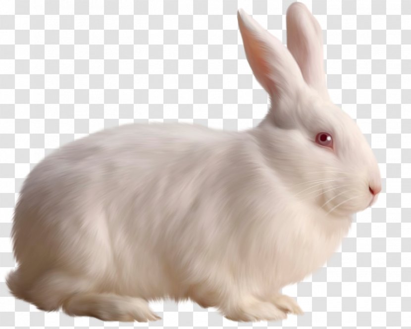Rabbit Clip Art - Domestic - White Free Clipart Transparent PNG