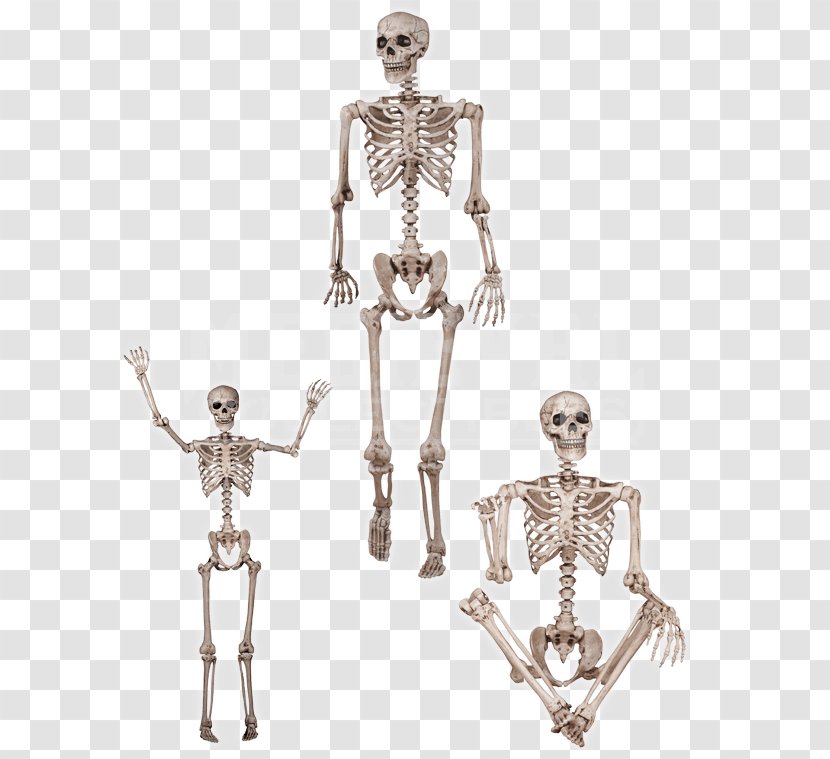 Human Skeleton Body Anatomy Bone Transparent PNG