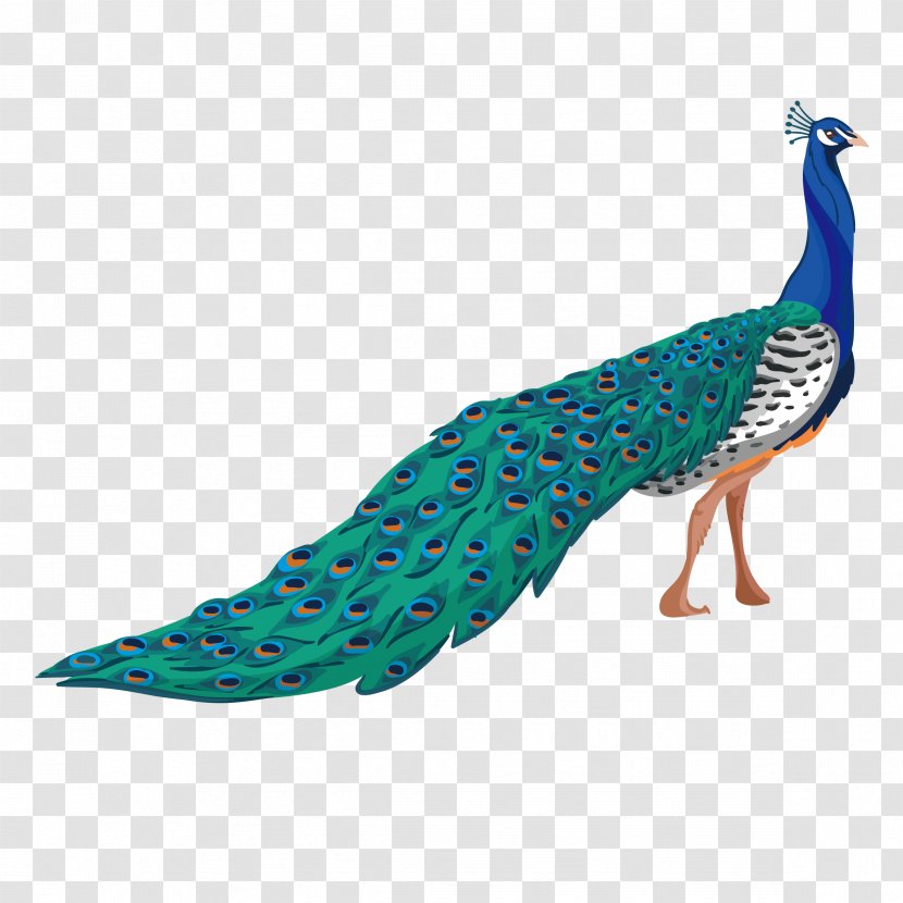Peafowl Adobe Illustrator - Turquoise - Peacock Transparent PNG