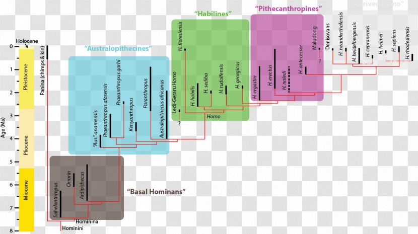 Homo Sapiens Hominina Phylogenetic Tree Phylogenetics Human Evolution - Brand - Neandertahl Transparent PNG