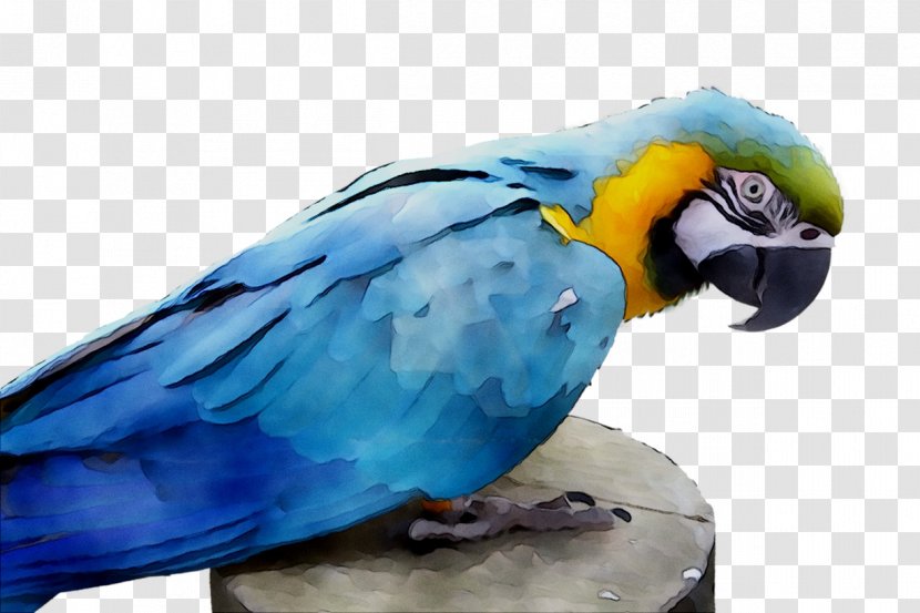 Lovebird Macaw Parakeet Feather Pet - Blue Transparent PNG