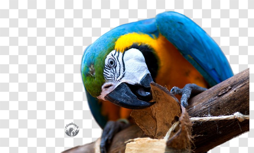 Parrot Desktop Wallpaper Macaw High-definition Television 4K Resolution - Feather Transparent PNG