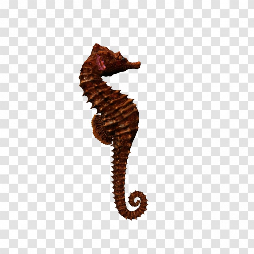 Seahorse Art Marine Life Transparent PNG