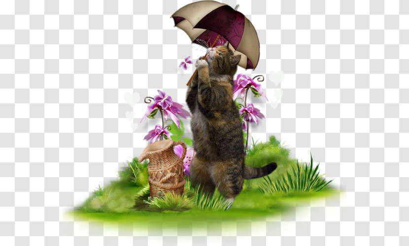 Kitten Cat - Online Chat Transparent PNG