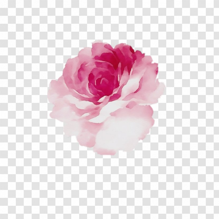 Garden Roses - Flowering Plant - Chinese Peony Transparent PNG