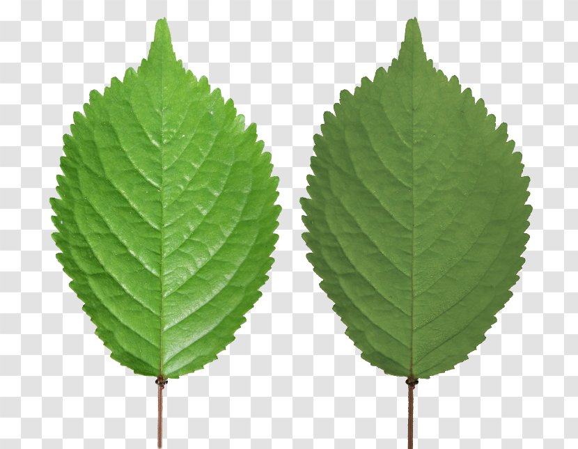 Leaf Texture Mapping Blender Tree Transparent PNG