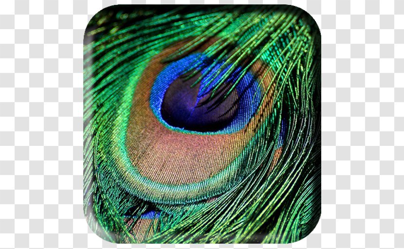 Feather Bird Peafowl Green Iridescence Transparent PNG