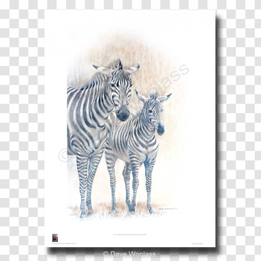 Paper Printing Art Giclée Printmaking - Quagga - Watercolor Zebra Transparent PNG