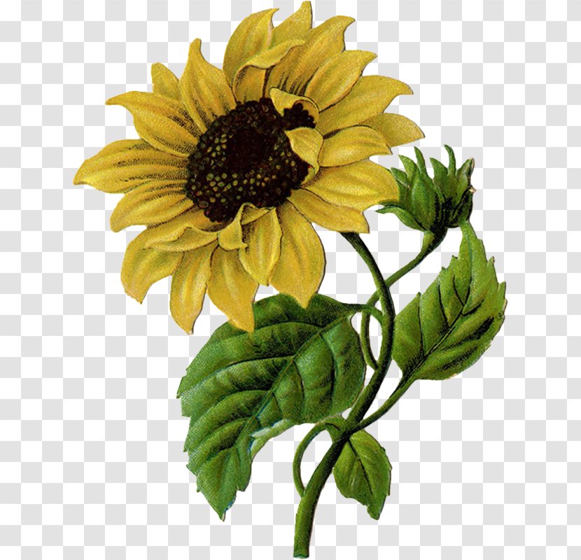 Sleeve Tattoo Abziehtattoo Artist Common Sunflower - Model - Daisy Family Transparent PNG