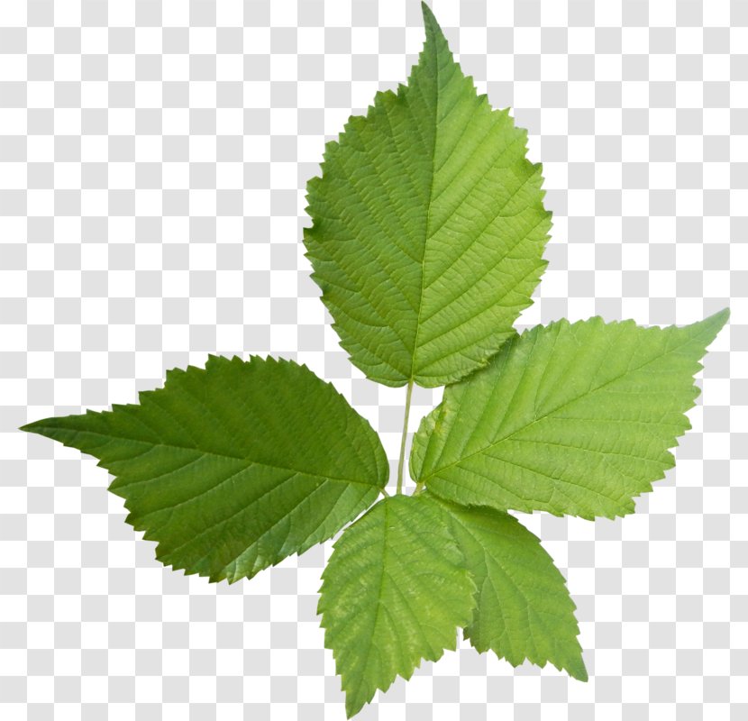 Mint - Tree - Leaf Transparent PNG