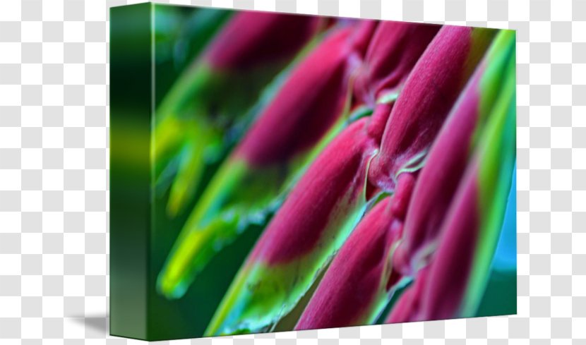 Magenta Close-up Plant Stem - Petal - Vegetable In Kind Transparent PNG