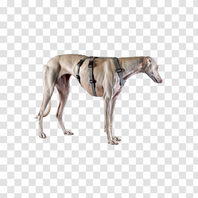 Spanish Greyhound Whippet Sloughi Italian - Dog In Kind Transparent PNG