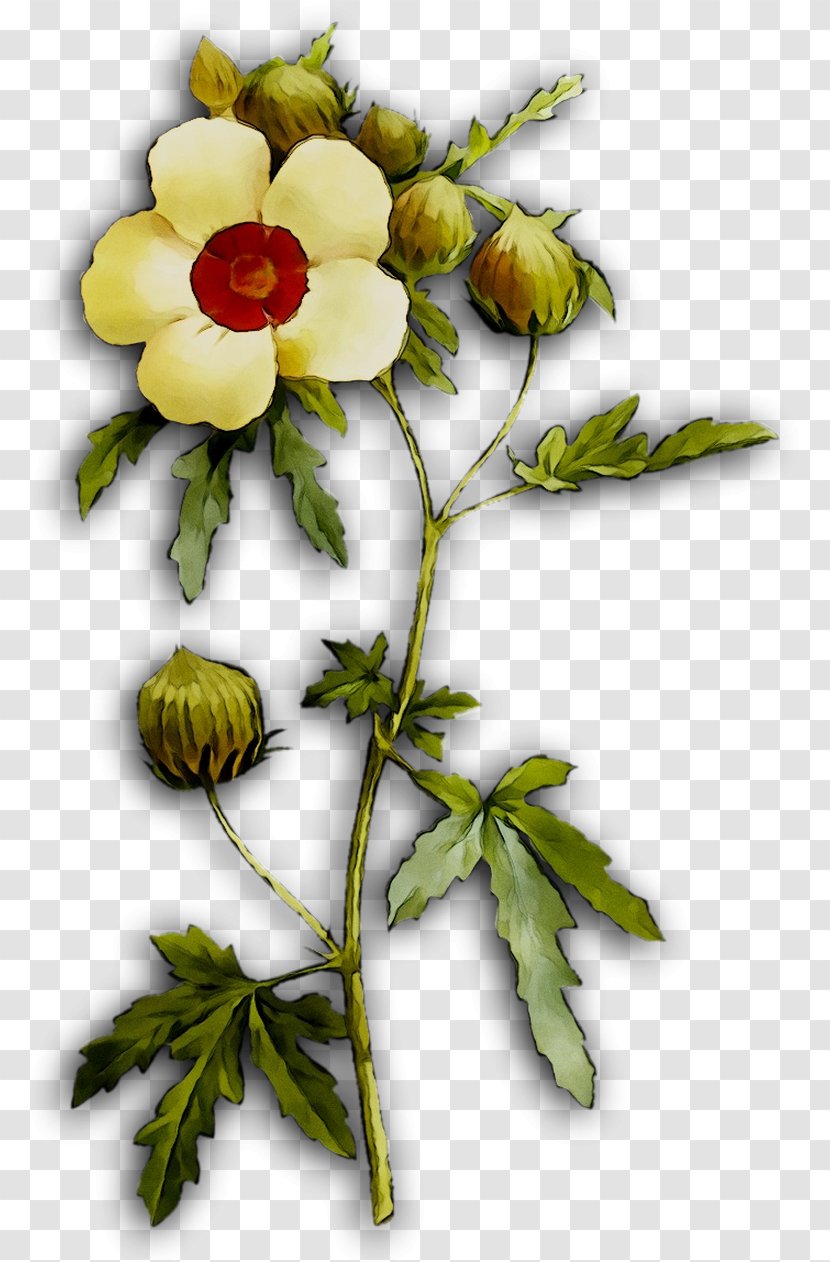 Rose Family Floral Design Plant Stem - Austrian Briar - Branching Transparent PNG