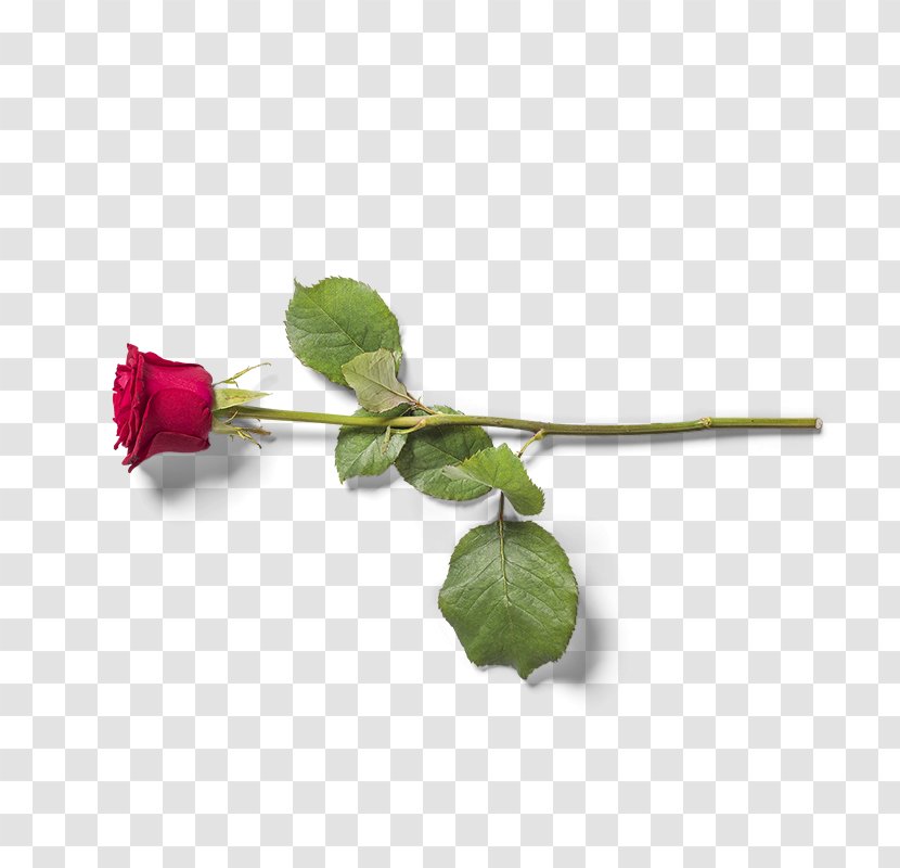 Valentine's Day Red Flower Download - Rose Transparent PNG