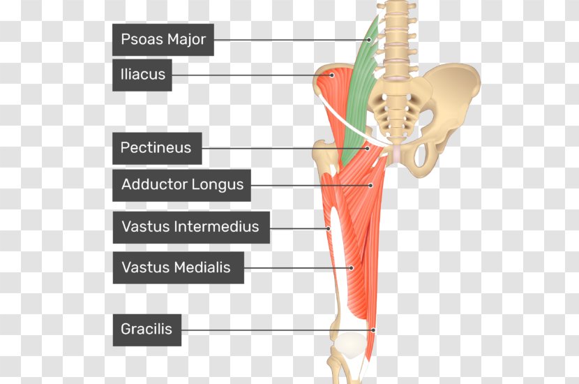 Pectineus Muscle Sartorius Anatomy Human Body - Flower - Tree Transparent PNG