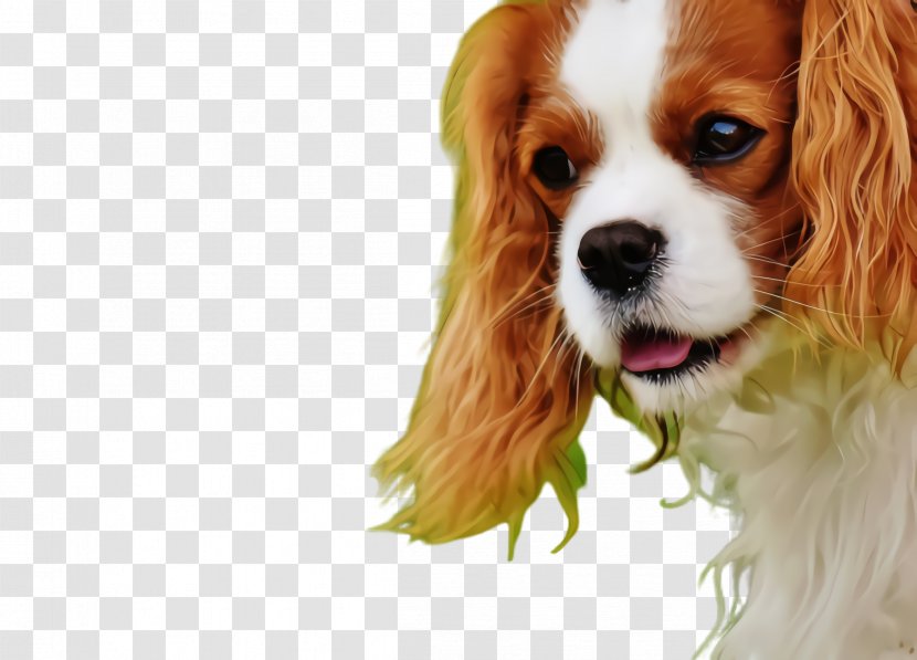 Dog And Cat - Pet - Russian Spaniel Toy Transparent PNG
