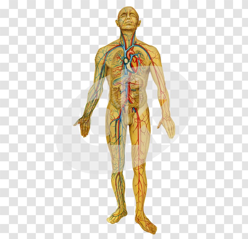 Homo Sapiens Circulatory System Nervous Respiratory Human Body - Cartoon - Clove Transparent PNG