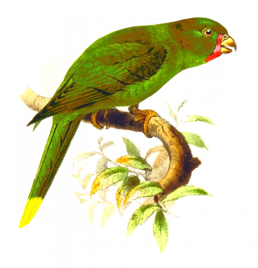 Bird Parrot Lories And Lorikeets Clip Art - Lorikeet Transparent PNG