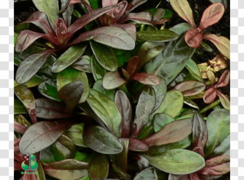 Ti Evergreen Leaf Shrub Groundcover - Herb Transparent PNG