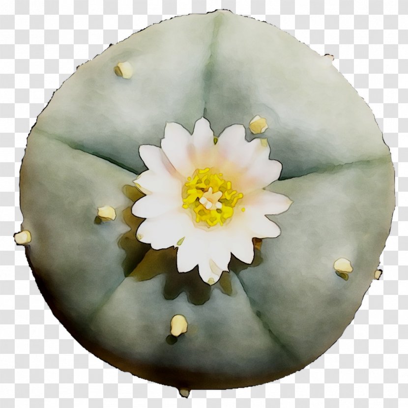 Flower - Wildflower - Petal Transparent PNG