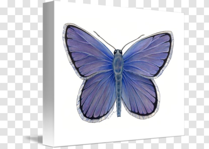 Nymphalidae Butterfly Purple - Glossy Butterflys Transparent PNG