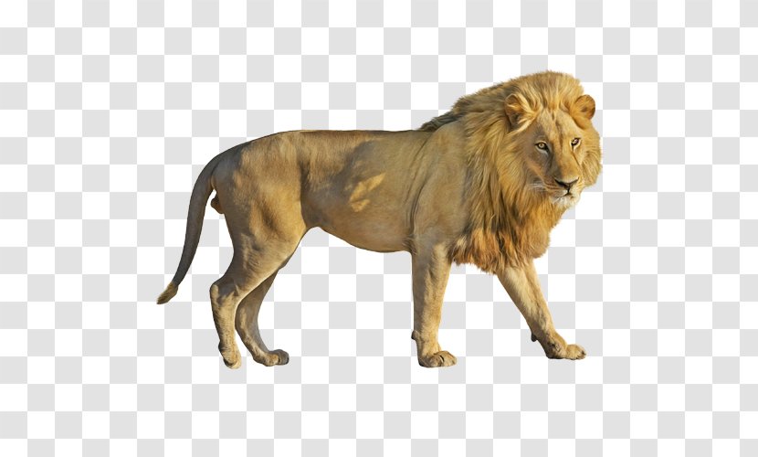 Cats Cartoon - Wildlife - Animal Figure Masai Lion Transparent PNG