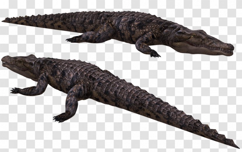 Crocodiles American Alligator Nile Crocodile - Fauna Transparent PNG