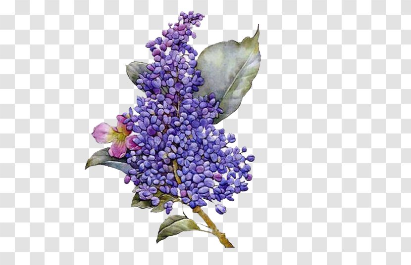 Flower Lilac Purple - Wisteria Transparent PNG