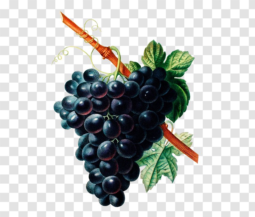 Common Grape Vine Botany Wine Drawing - Food Transparent PNG