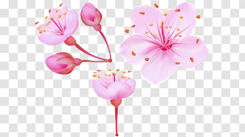 Cherry Blossom Clip Art - Pixel Transparent PNG