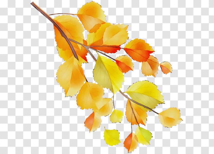 Watercolor Flower Background - Fall Tree - Twig Plant Transparent PNG