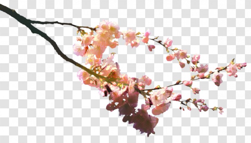 Cherry Blossom Tree - Transparent - Spring Plant Transparent PNG