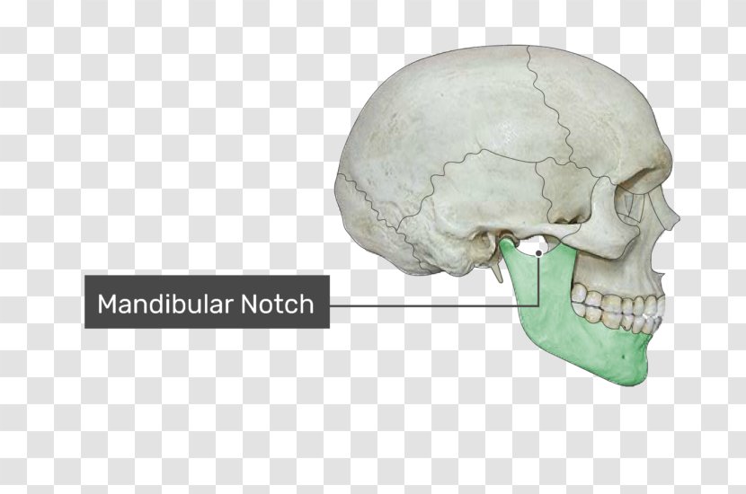Zygomatic Process Of Temporal Bone Arch - Head - Skull Transparent PNG