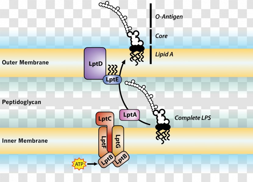 Endotoxin Cell Membrane Bacterial Outer Gram-negative Bacteria - Amphiphile - Transport Protein Transparent PNG