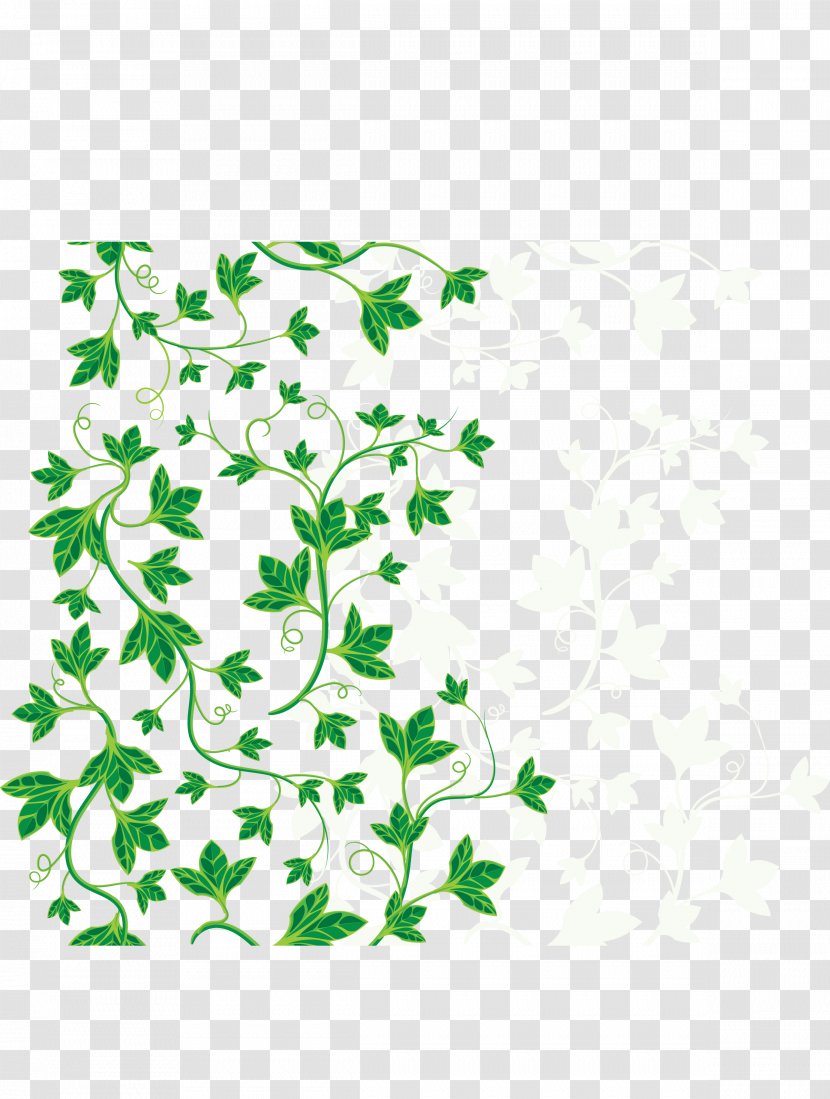 Common Ivy Leaf Vine - Branch - Green Leaves Transparent PNG