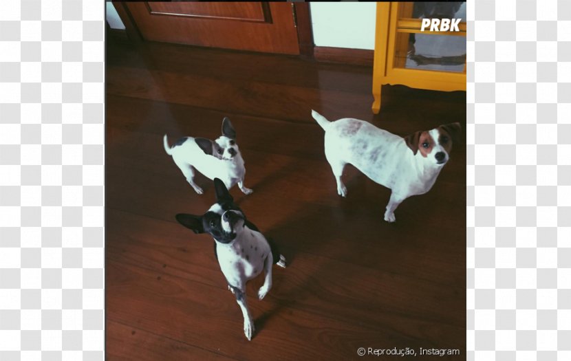 Boston Terrier Italian Greyhound Non-sporting Group - Carnivoran - Cachorros Transparent PNG