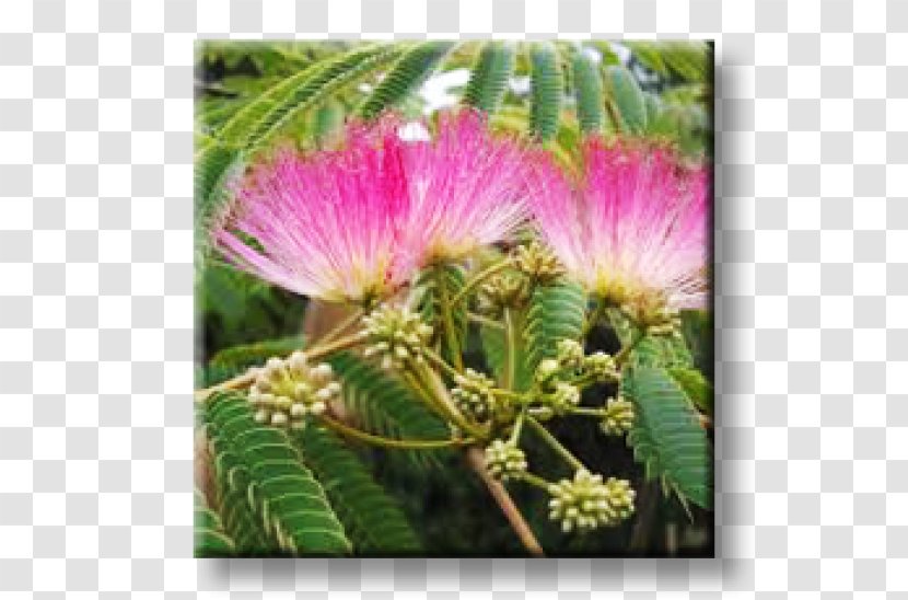 Albizia Julibrissin Lebbeck Sensitive Plant Silk Tree - Flower Transparent PNG